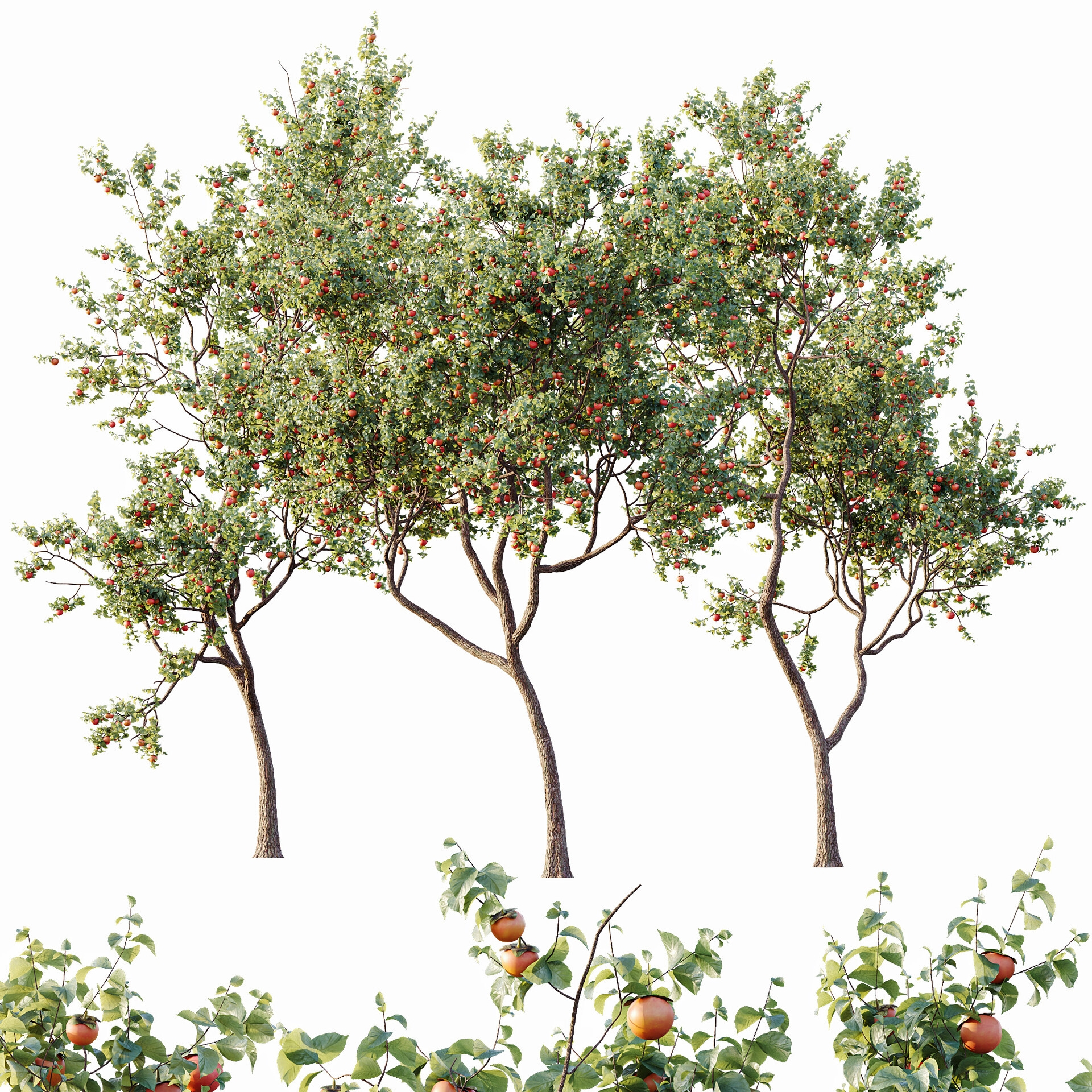 Av plants 